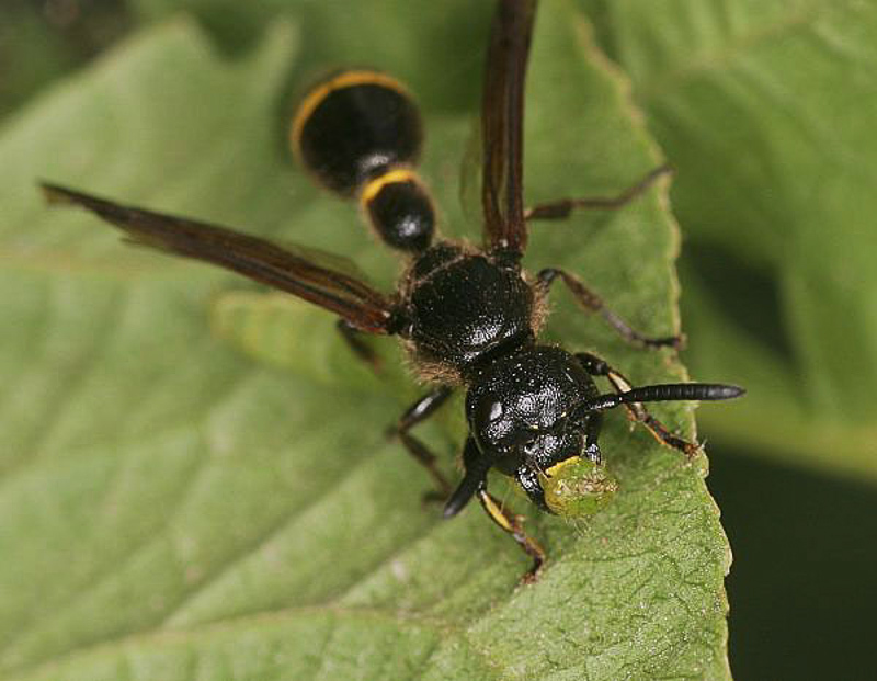 Aculeate Wasps : (Vespidae) Discoelius zonalis