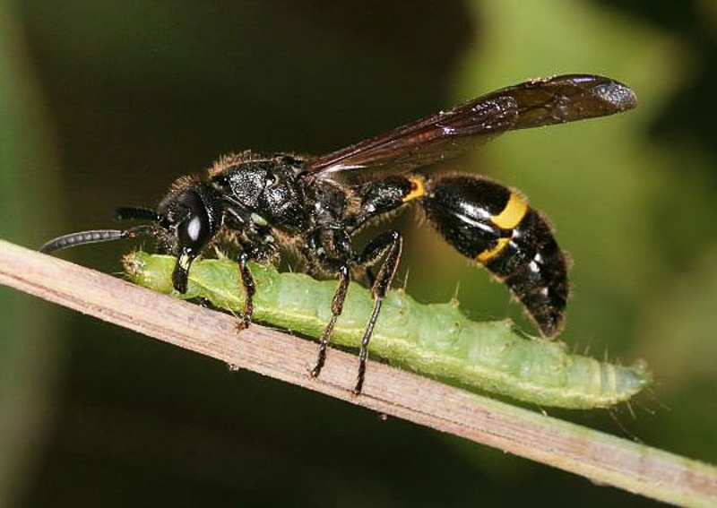 Aculeate Wasps : (Vespidae) Discoelius zonalis