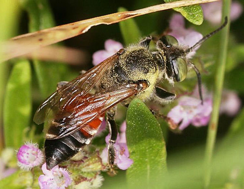 Aculeate Wasps : (Crabronidae) Tachytes panzeri