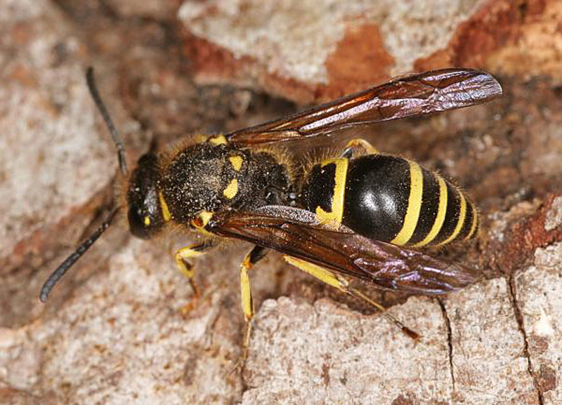 Aculeate Wasps : (Vespidae) Ancistrocerus oviventris