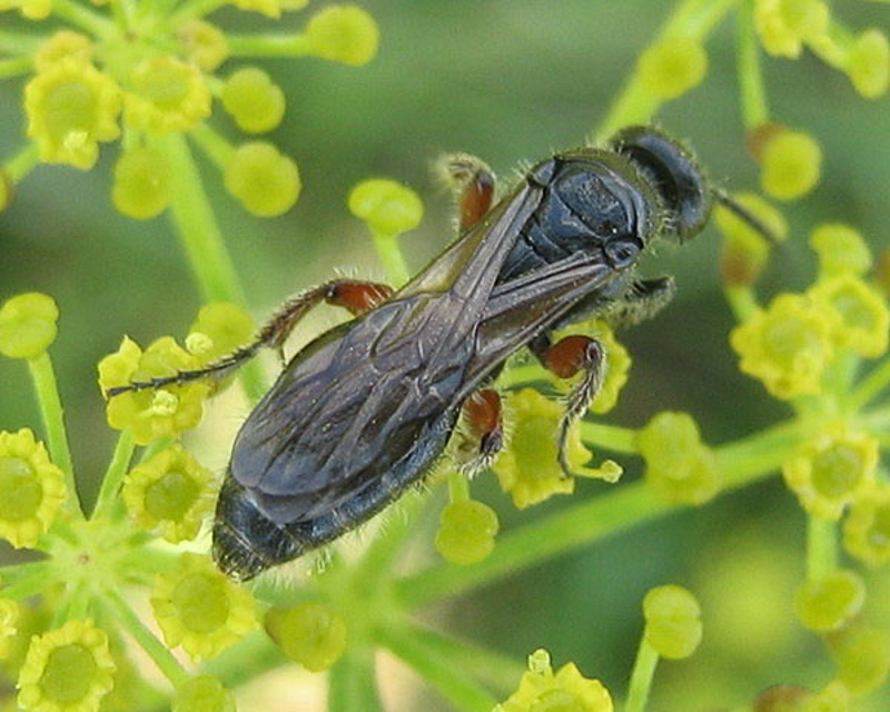 Aculeate Wasps : (Tiphiidae) Tiphia femorata