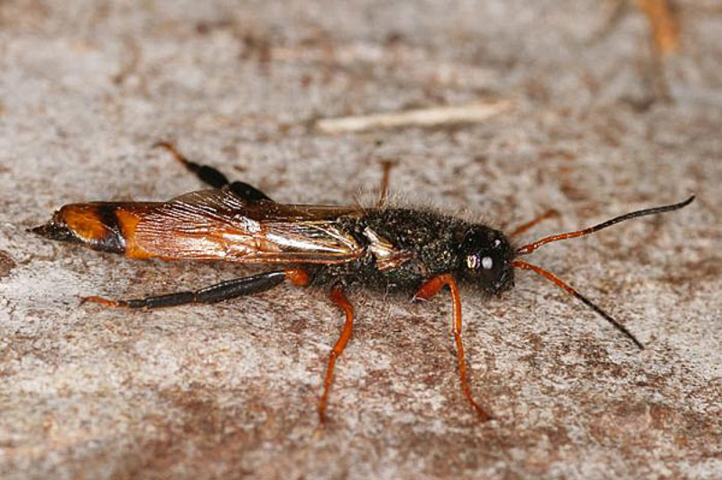 Sawflies and horntails : (Siricidae) Sirex areolatus