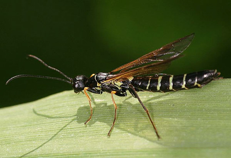 Sawflies and horntails : (Cephidae) Calameuta filiformis