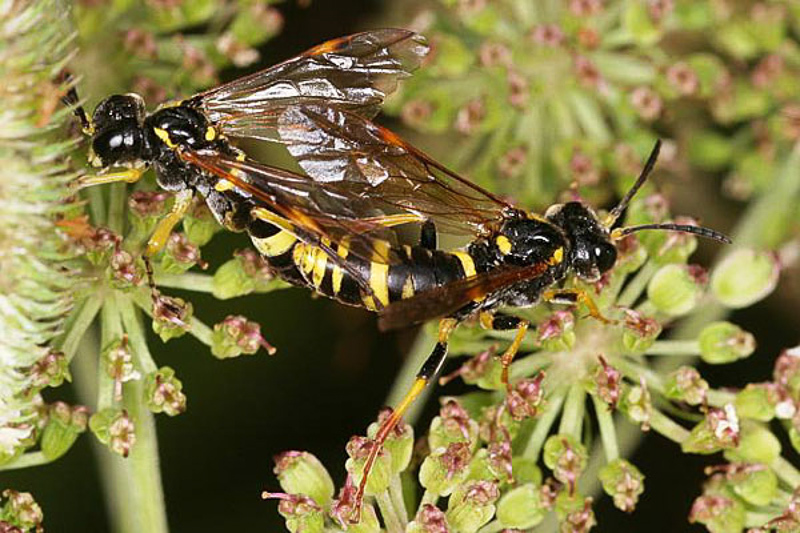 Sawflies and horntails : (Tenthredinidae) Tenthredo amoena