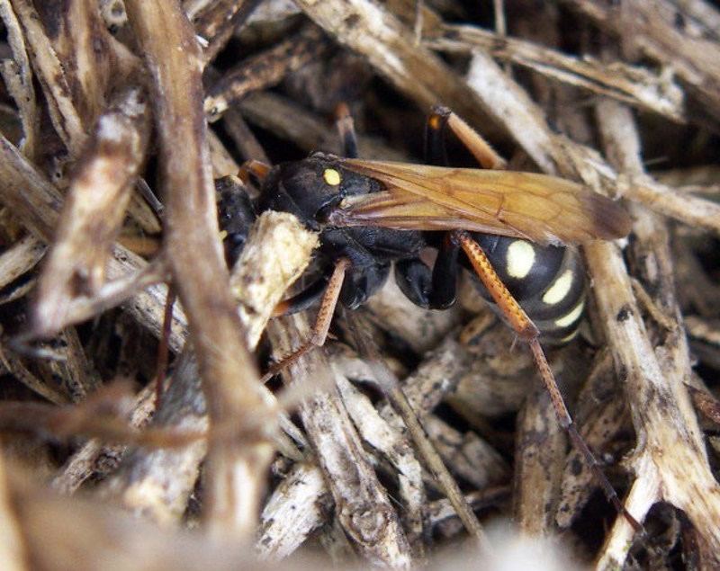 Aculeate Wasps : (Pompilidae) Cryptocheilus octomaculatus