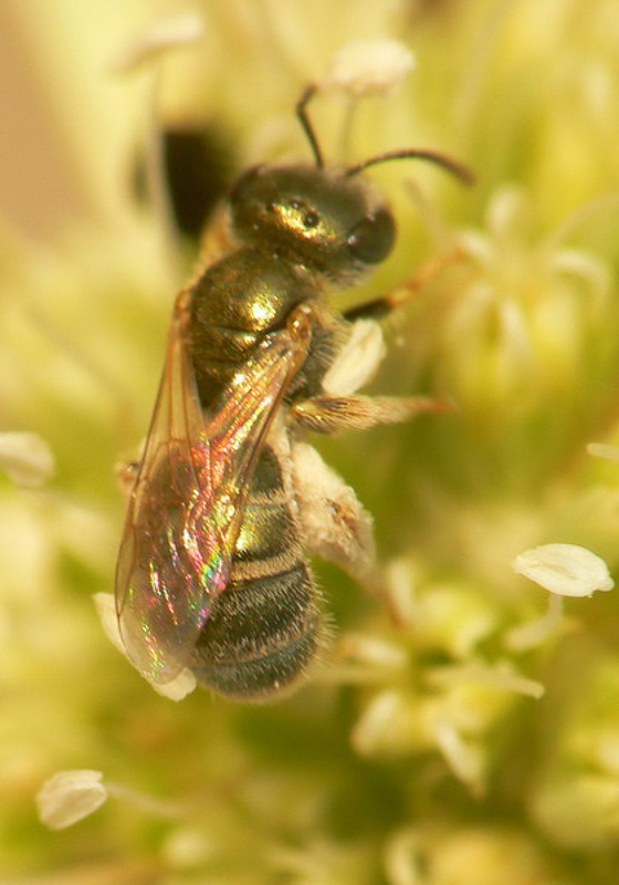 Bees : (Apidae) Halictus smaragdulus