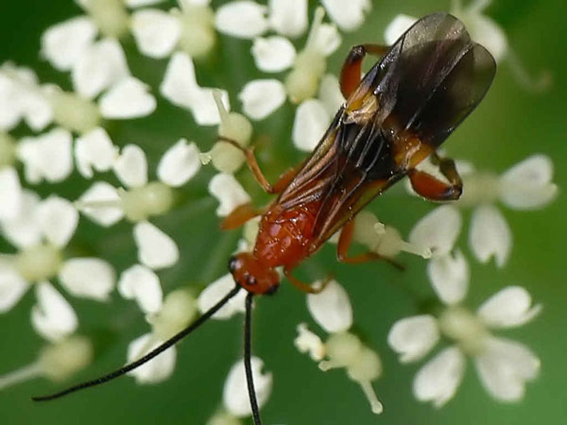Ichneumonid and braconid wasps : (Braconidae) Cremnops desertor