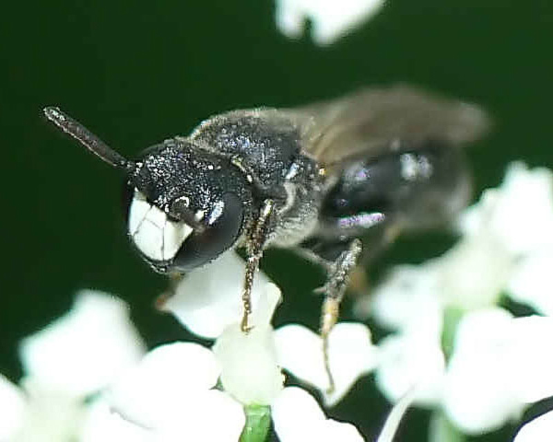 Bees : (Colletidae) Hylaeus gredleri