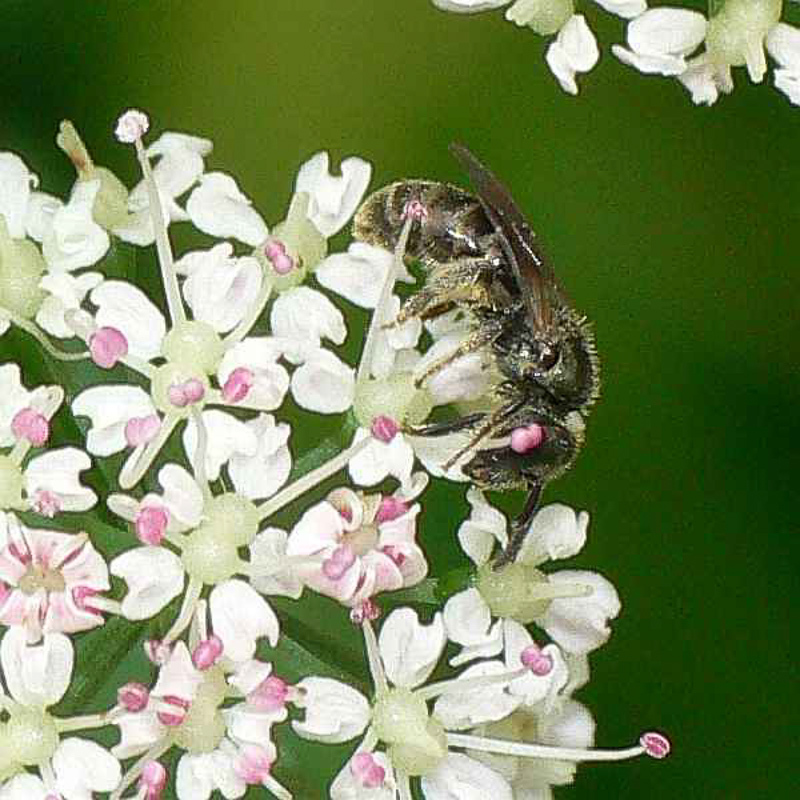 Bees : (Halictidae) Lasioglossum morio