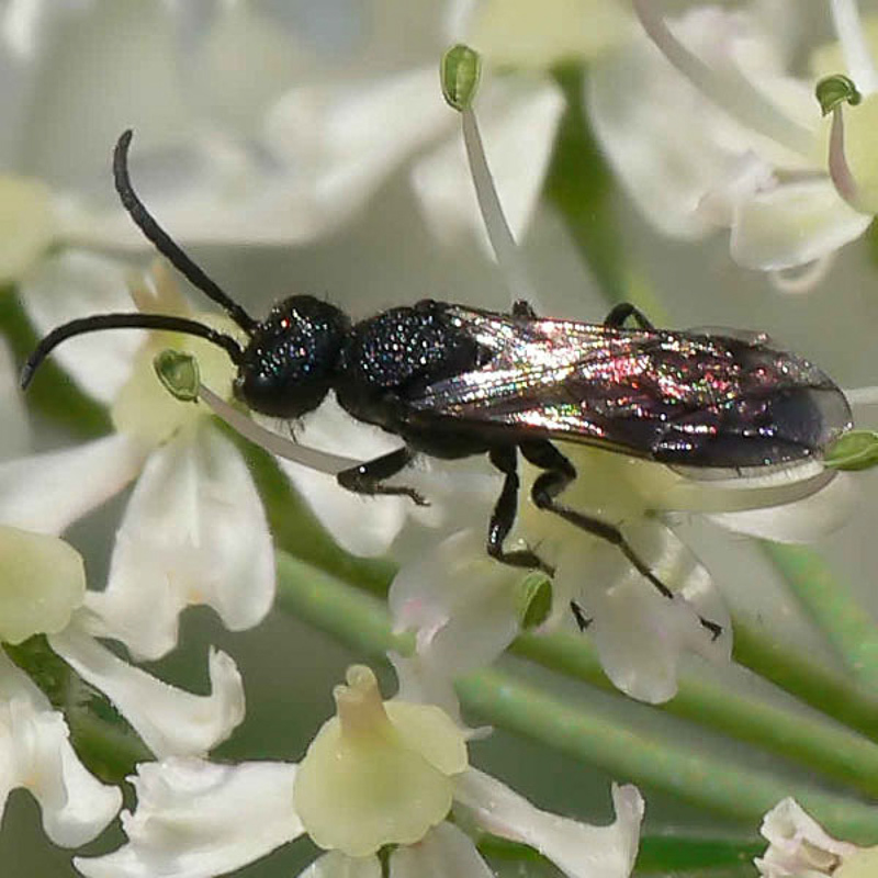 Aculeate Wasps : (Mutillidae) Myrmosa atra
