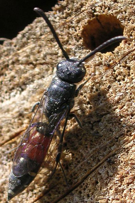 Aculeate Wasps : (Sapygidae) Sapyga quinquepunctata