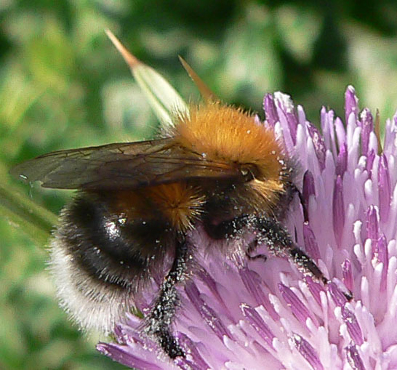 Bees : (Apidae) Bombus hypnorum