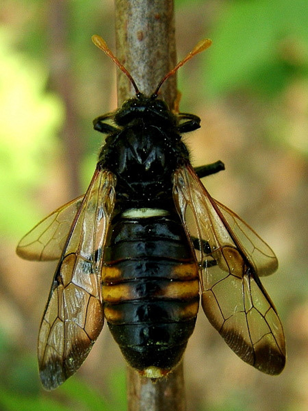 Sawflies and horntails : (Cimbicidae) Cimbex femoratus