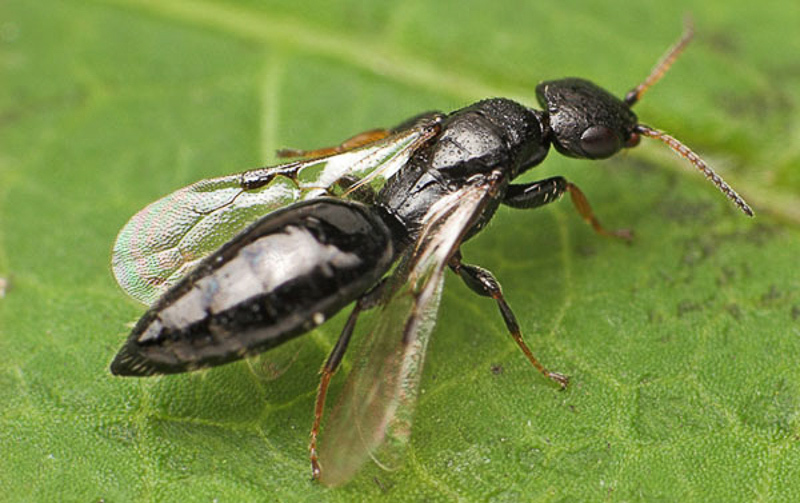 Aculeate Wasps : (Bethylidae) Goniozus distigmus