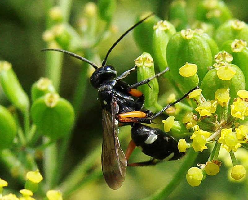 Aculeate Wasps : (Pompilidae) Cryptocheilus versicolor
