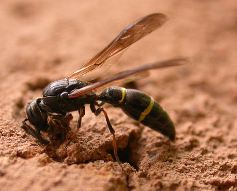 Aculeate Wasps : (Vespidae) Symmorphus allobrogus