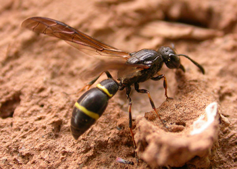Aculeate Wasps : (Vespidae) Symmorphus allobrogus