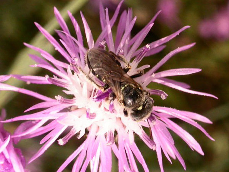 Bees : (Andrenidae) Camptopoeum frontale