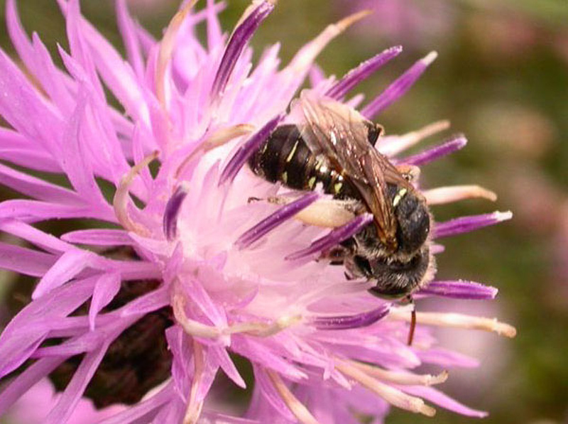 Bees : (Andrenidae) Camptopoeum frontale