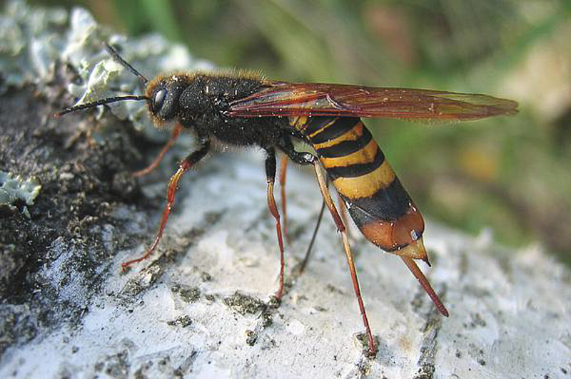 Sawflies and horntails : (Siricidae) Tremex fuscicornis