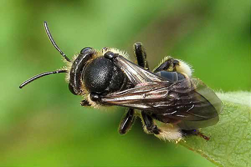 Bees : (Melittidae) Macropis europaea