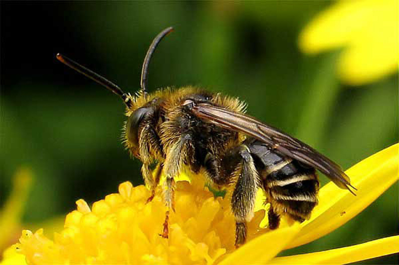 Bees : (Melittidae) Macropis europaea