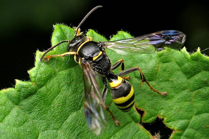 Aculeate Wasps : (Crabronidae) Gorytes laticinctus