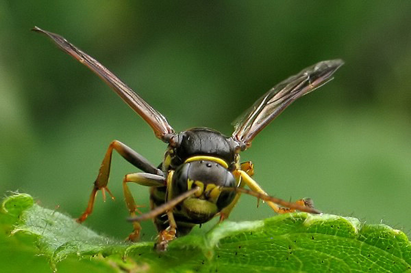 Aculeate Wasps : (Crabronidae) Gorytes laticinctus