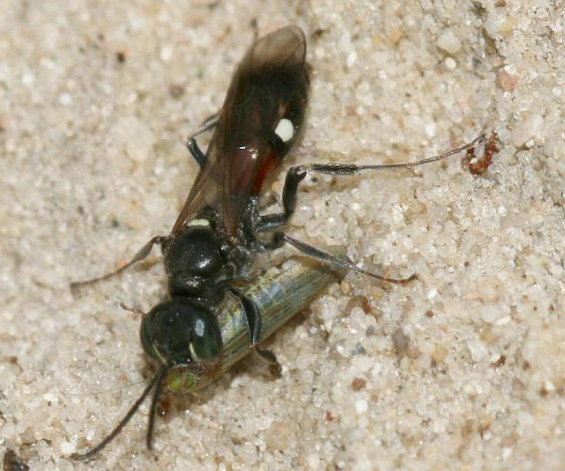 Aculeate Wasps : (Crabronidae) Alysson spinosus