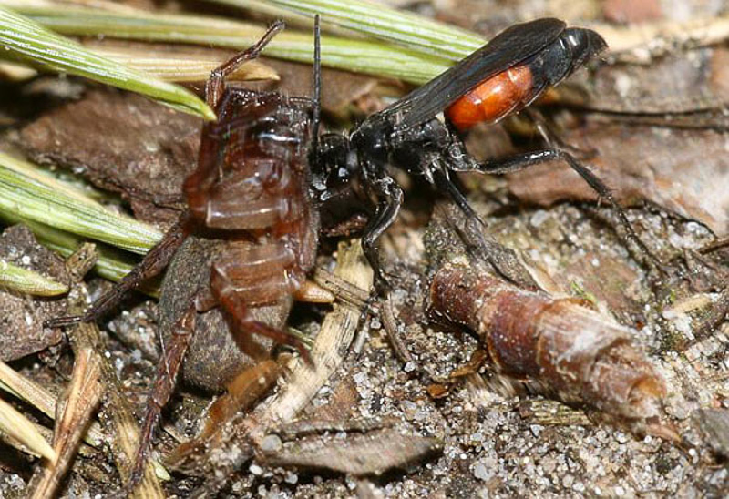 Aculeate Wasps : (Pompilidae) Anoplius infuscatus