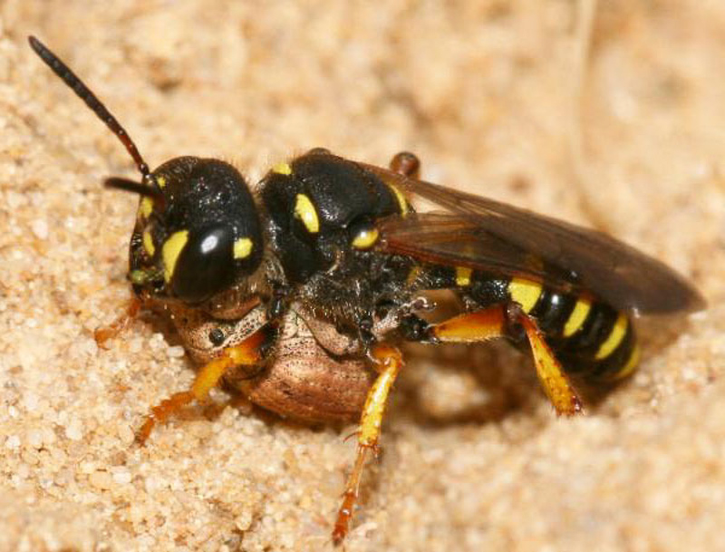 Aculeate Wasps : (Crabronidae) Cerceris arenaria