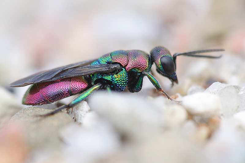 Aculeate Wasps : (Chrysididae) Hedychrum rutilans