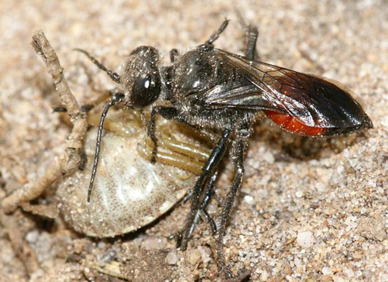 Aculeate Wasps : (Crabronidae) Astata boops