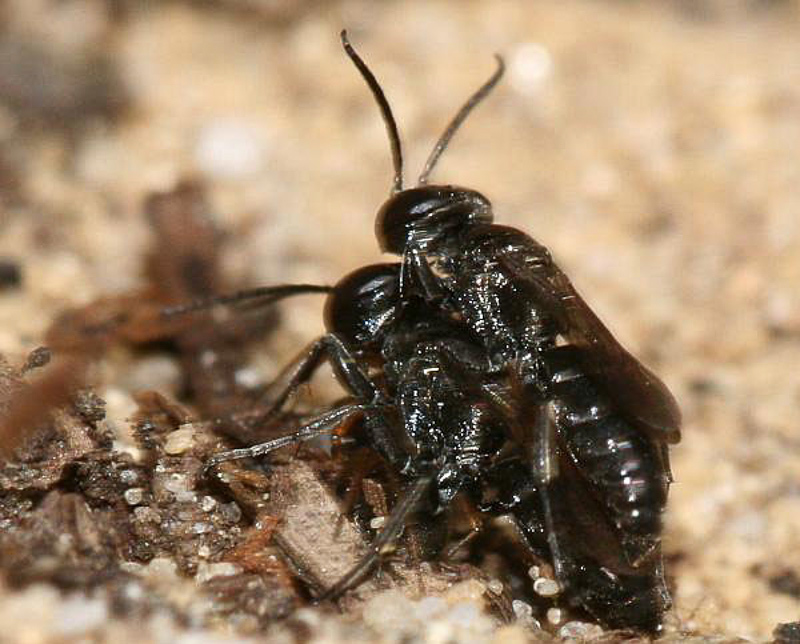 Aculeate Wasps : (Crabronidae) Miscophus ater