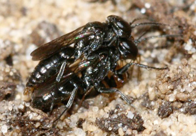 Aculeate Wasps : (Crabronidae) Miscophus ater