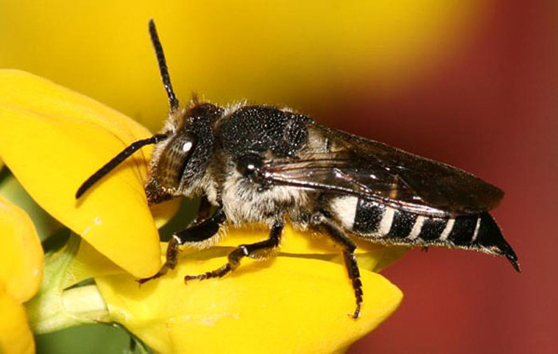 Bees : (Megachilidae) Coelioxys elongata