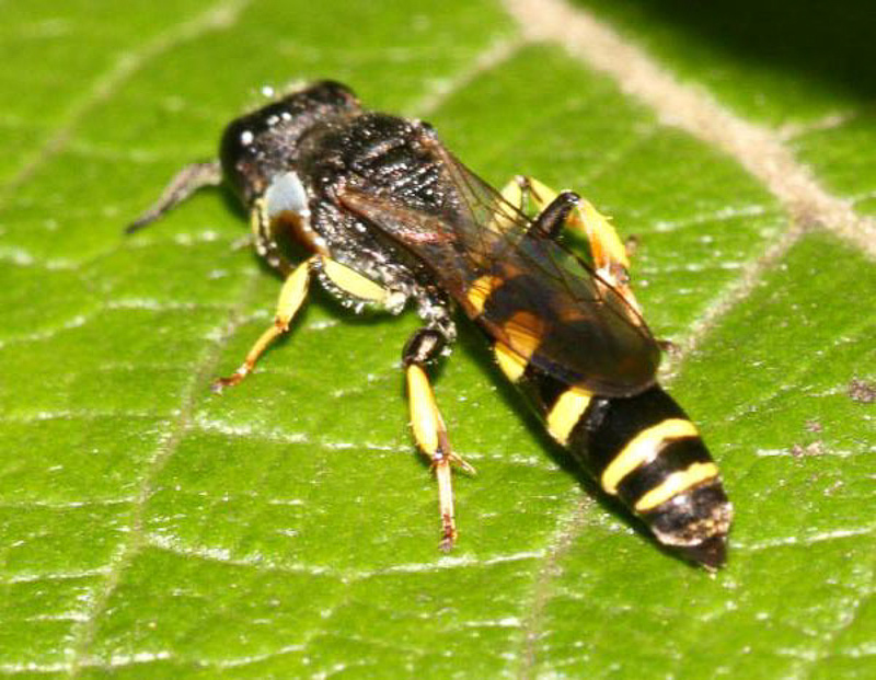 Aculeate Wasps : (Crabronidae) Crabro peltarius