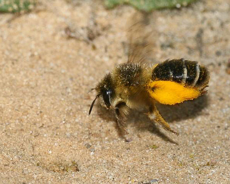 Bees : (Melittidae) Dasypoda hirtipes