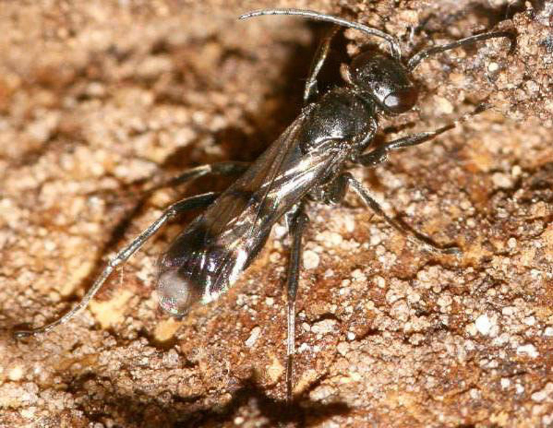 Aculeate Wasps : (Pompilidae) Dipogon variegatus