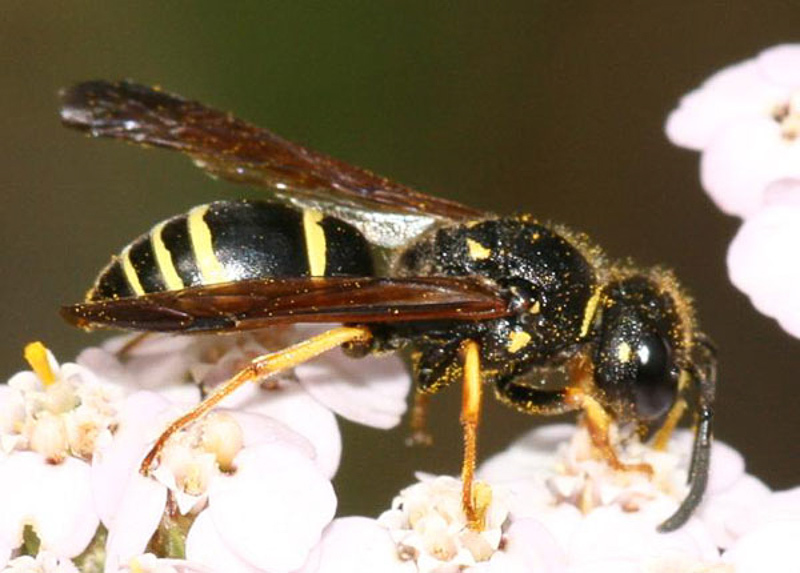Aculeate Wasps : (Vespidae) Gymnomerus laevipes