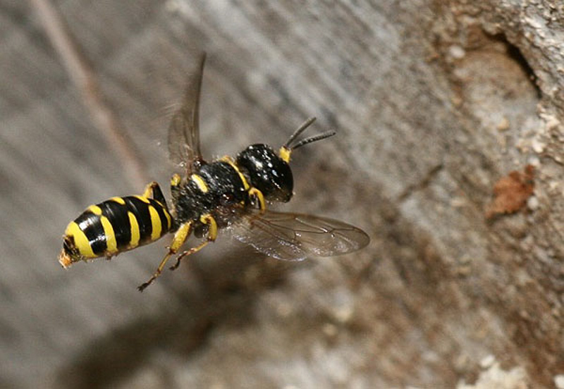 Aculeate Wasps : (Crabronidae) Ectemnius lapidarius