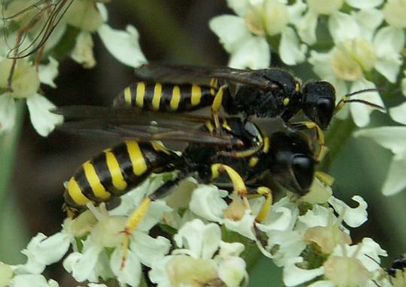 Aculeate Wasps : (Crabronidae) Ectemnius lituratus