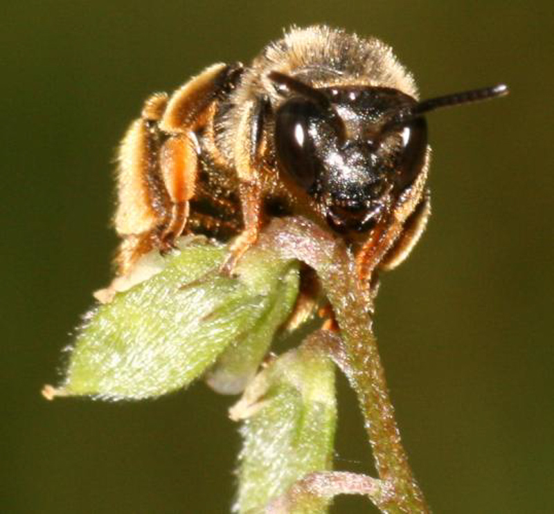 Bees : (Melittidae) Macropis fulvipes