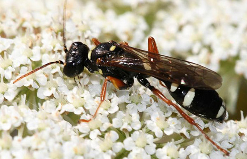 Aculeate Wasps : (Crabronidae) Mellinus crabroneus