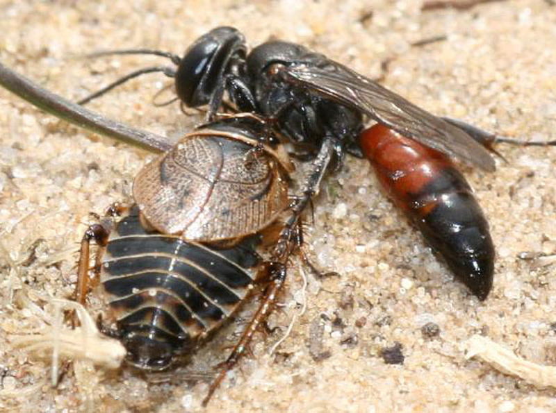 Aculeate Wasps : (Crabronidae) Tachysphex obscuripennis