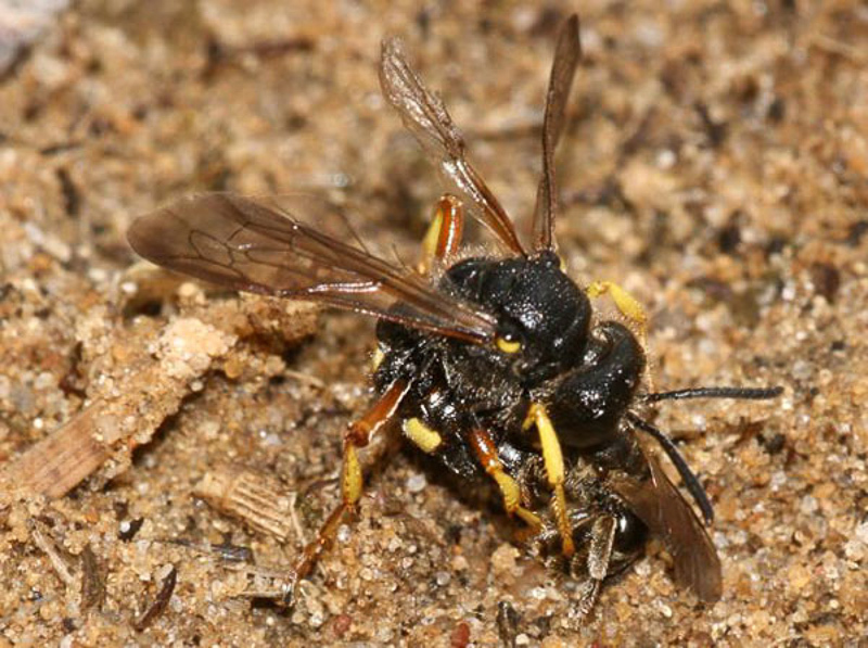 Aculeate Wasps : (Crabronidae) Cerceris rybyensis