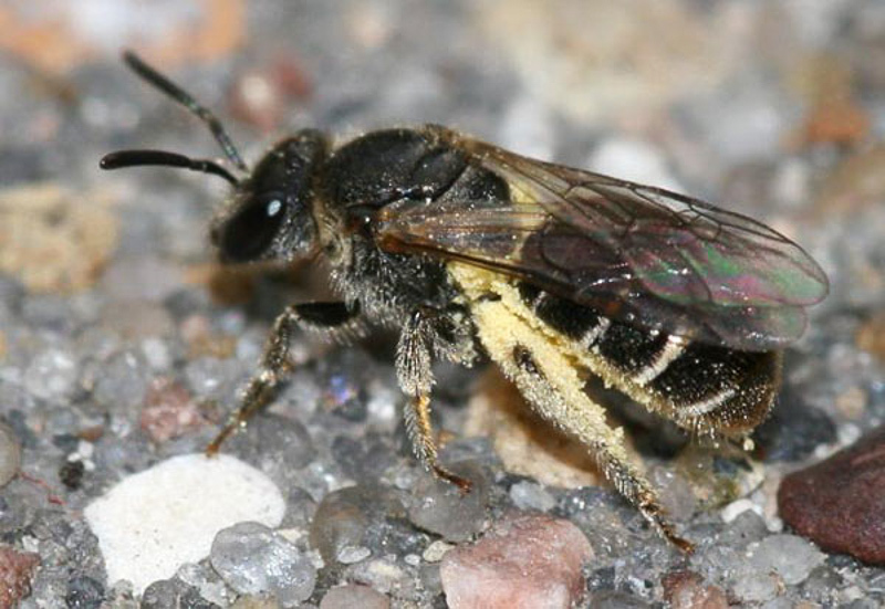 Bees : (Halictidae) Lasioglossum sexstrigatum