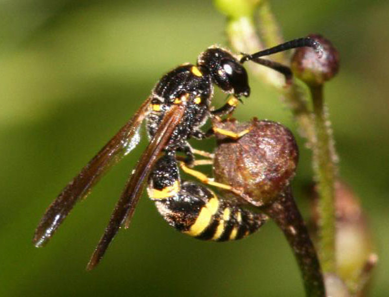 Aculeate Wasps : (Vespidae) Symmorphus gracilis