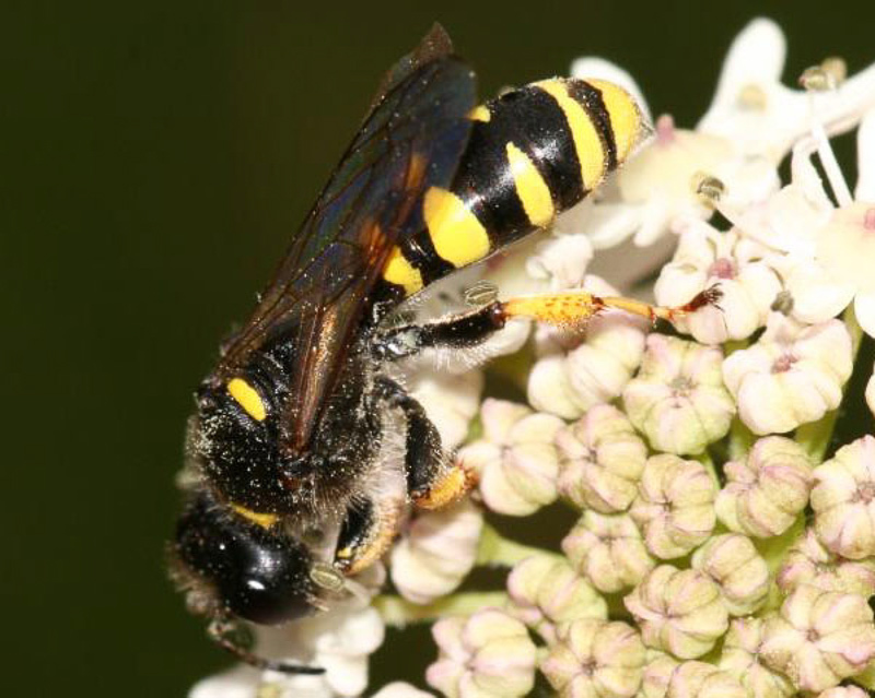 Aculeate Wasps : (Crabronidae) Crabro cribrarius