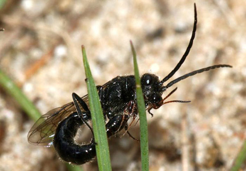 Aculeate Wasps : (Tiphiidae) Methocha ichneumonides